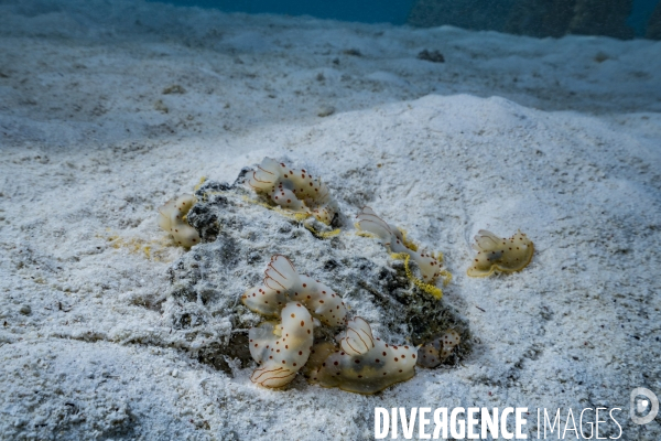 Ponte de nudibranches Gymnodoris ceylonica sur un récif corallien