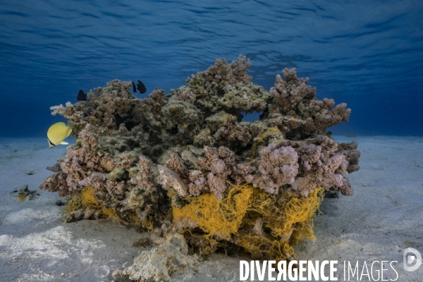 Ponte de nudibranches Gymnodoris ceylonica sur un récif corallien