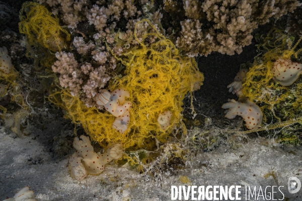 Des dizaines de nudibranches se rassemblent pour se reproduire