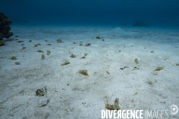 Rassemblement de nudibranches Gymnodoris ceylonica en Polynésie