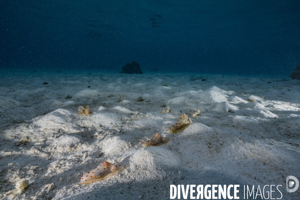 Rassemblement de nudibranches Gymnodoris ceylonica en Polynésie