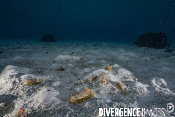 Rassemblement de nudibranches Gymnodoris ceylonica en Polynésie