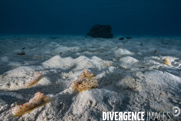 Rassemblement de nudibranches Gymnodoris ceylonica en Polynésie