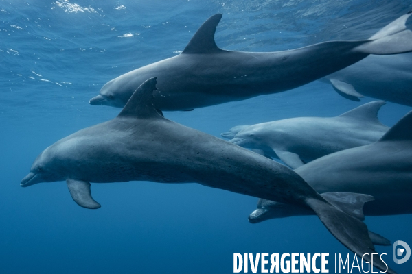 Groupe de grands dauphins de l Océan Indien à Mayotte