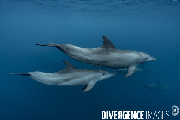 Dauphin femelle et son petit à Mayotte