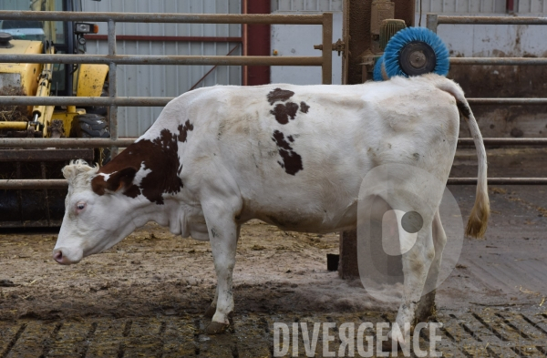 #PortesOuvertes #Exploitation #Agricole La #Vache ! ça #gratouille ! #Jura Journée  Portes Ouvertes  au Gaec des Arbus, une importante exploitation agricole (élevage laitier, céréales) du Val d Amour.