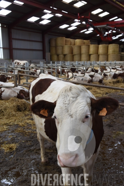 #PortesOuvertes #Exploitation #Agricole La #Vache ! ça #gratouille ! #Jura Journée  Portes Ouvertes  au Gaec des Arbus, une importante exploitation agricole (élevage laitier, céréales) du Val d Amour.