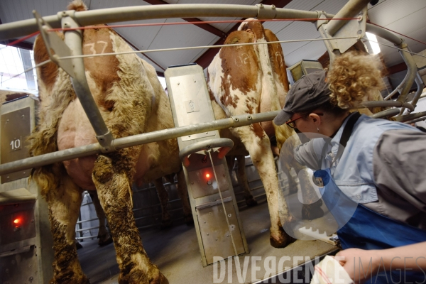 #PortesOuvertes #Exploitation #Agricole La #Vache ! ça #gratouille ! #Jura Journée  Portes Ouvertes  au Gaec des Arbus, une importante exploitation agricole (élevage laitier, céréales) du Val d Amour.