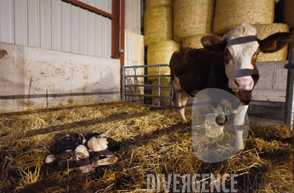 #PortesOuvertes #Exploitation #Agricole La #Vache ! ça #gratouille ! #Jura Journée  Portes Ouvertes  au Gaec des Arbus, une importante exploitation agricole (élevage laitier, céréales) du Val d Amour.