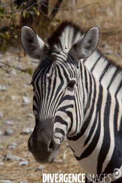 Namibie