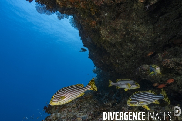 Banc de gaterins rayés Plectorhinchus vittatus à Mayotte