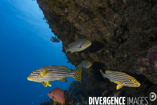 Banc de gaterins rayés Plectorhinchus vittatus à Mayotte