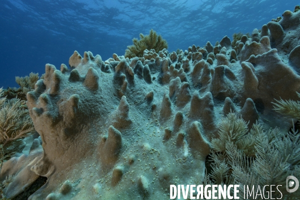 Corail Porites sp. au coeur du récif de Mayotte