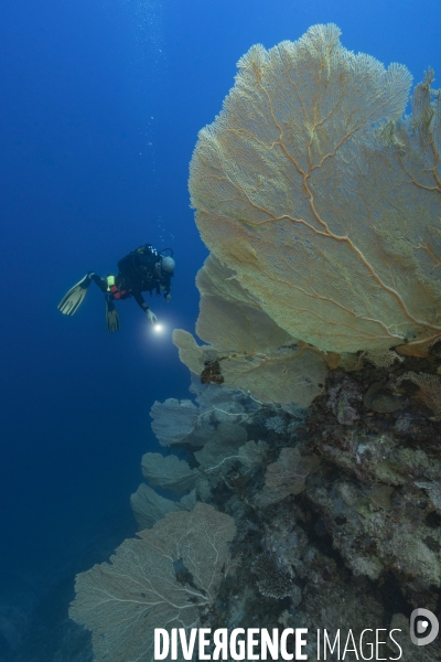 Plongeur et gorgones géantes à Mayotte