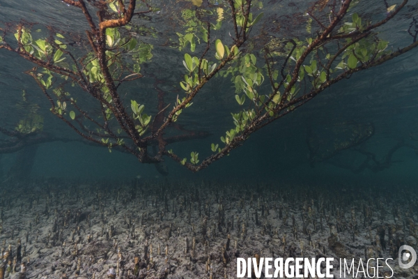 Un palétuvier et ses pneumatophores dans la mangrove de Mayotte
