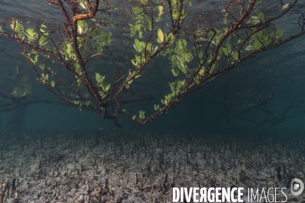 Un palétuvier et ses pneumatophores dans la mangrove de Mayotte