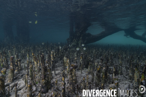 Les pneumatophores d un palétuvier dans la mangrove de Mayotte