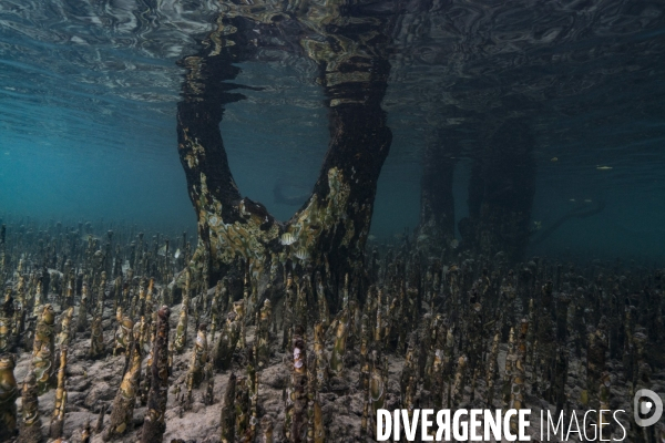 Les pneumatophores d un palétuvier dans la mangrove de Mayotte