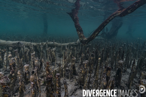 Les pneumatophores d un palétuvier dans la mangrove de Mayotte