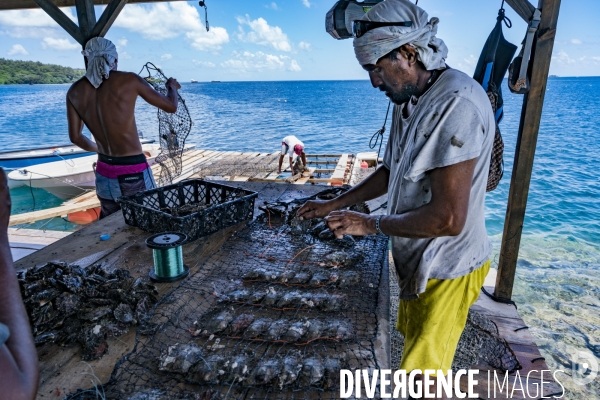 Perliculture dans les îles Gambier en Polynésie française