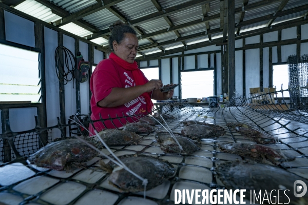 Perliculture dans les îles Gambier en Polynésie française