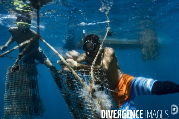 Perliculture dans les îles Gambier en Polynésie française