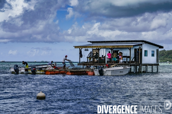 Perliculture dans les îles Gambier en Polynésie française