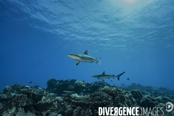 Requin gris de récif Carcharhinus amblyrhynchos