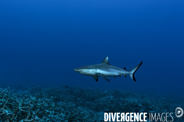 Requin gris de récif Carcharhinus amblyrhynchos