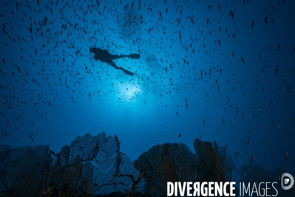 Un plongeur survole des gorgones géantes à Mayotte