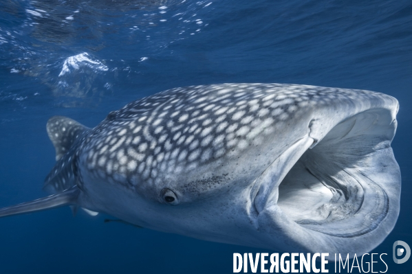 Requin baleine (Rhincodon typus) avec la gueule ouverte