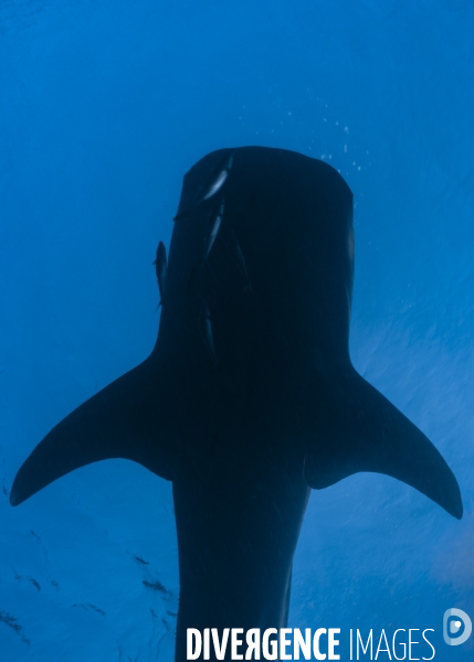 Requin baleine sous la surface