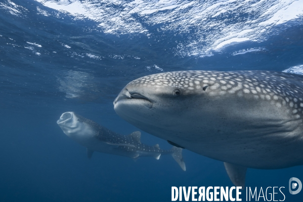 Deux requins baleine filtrant du plancton