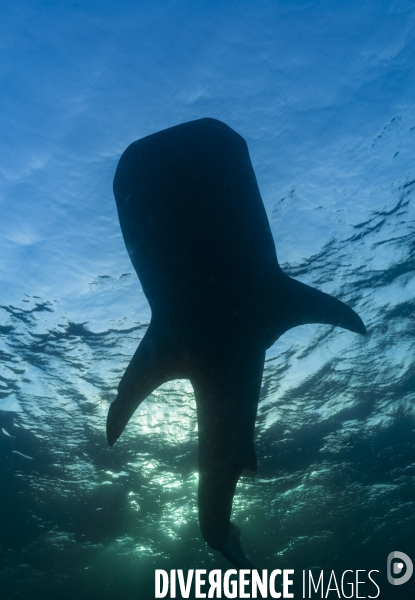 Requin baleine sous la surface