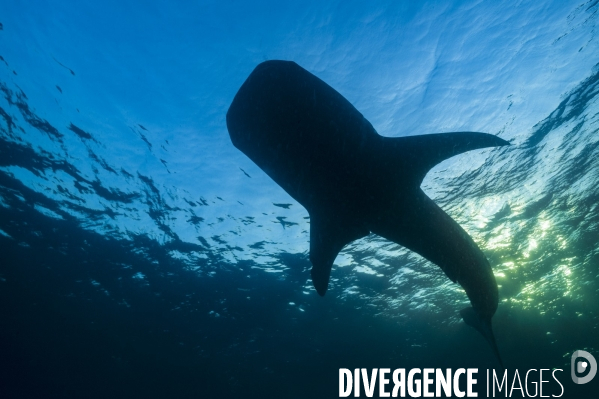 Requin baleine sous la surface