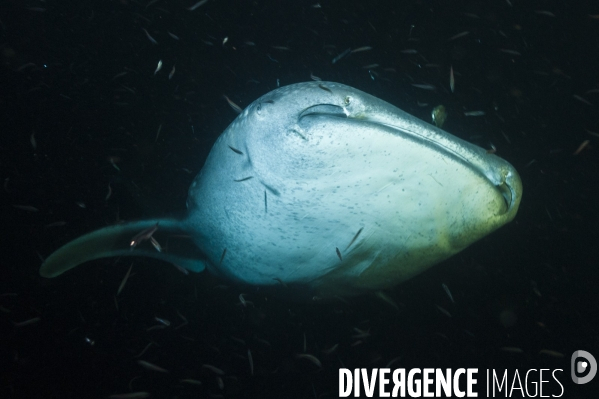 Requin baleine rencontré de nuit