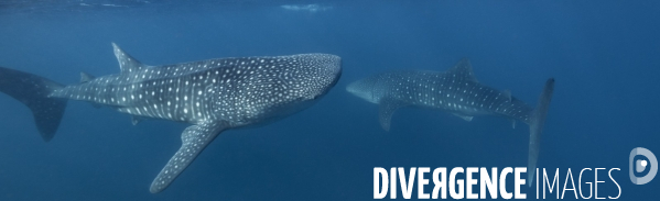 Deux requins baleine se croisent sous la surface