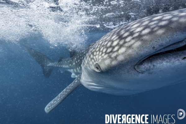 Face à face avec le requin baleine Rhincodon typus