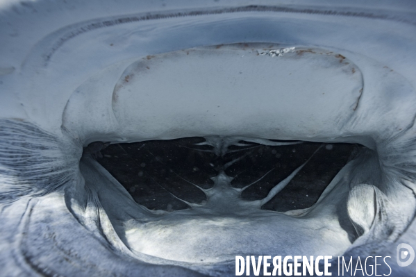 Interieur de la bouche du requin baleine