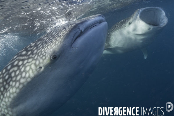 Deux requins baleine filtrent du plancton