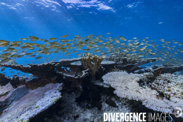 Banc de poissons au-dessus du récif aux Gambier.