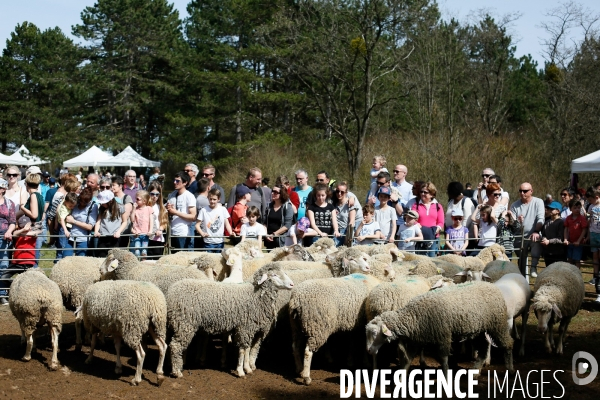 Transhumance et fête de la laine