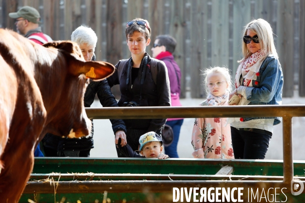 Transhumance et fête de la laine