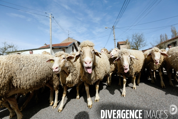 Transhumance et fête de la laine