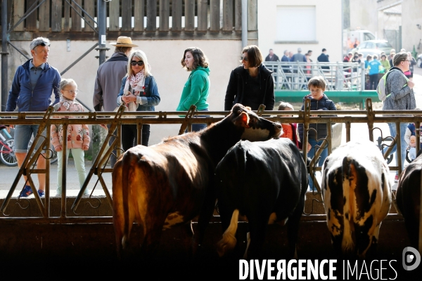 Transhumance et fête de la laine