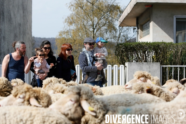 Transhumance et fête de la laine