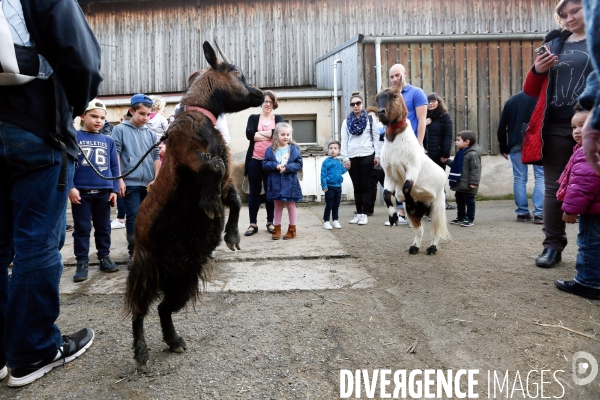 Transhumance et fête de la laine