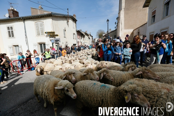 Transhumance et fête de la laine