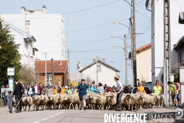 Transhumance et fête de la laine