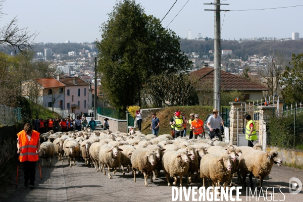 Transhumance et fête de la laine